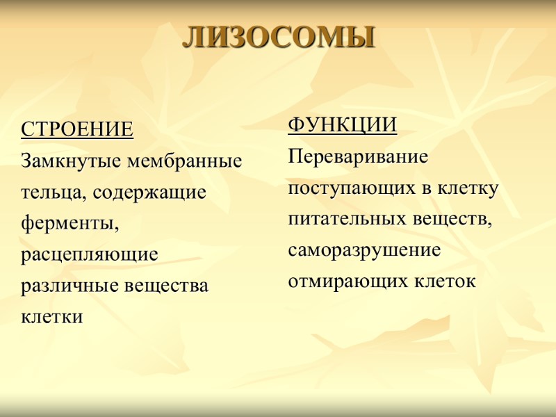 ЛИЗОСОМЫ СТРОЕНИЕ Замкнутые мембранные  тельца, содержащие  ферменты,  расцепляющие  различные вещества